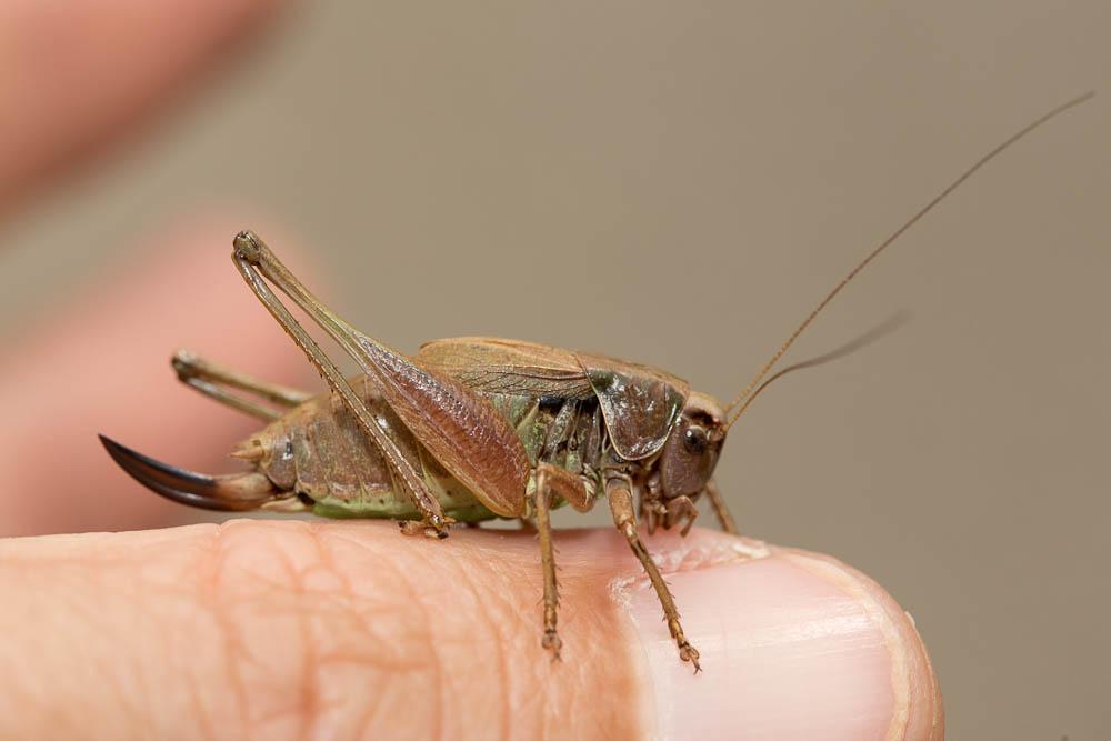 Decticelle des alpages Metrioptera saussuriana (Frey-Gessner, 1872)