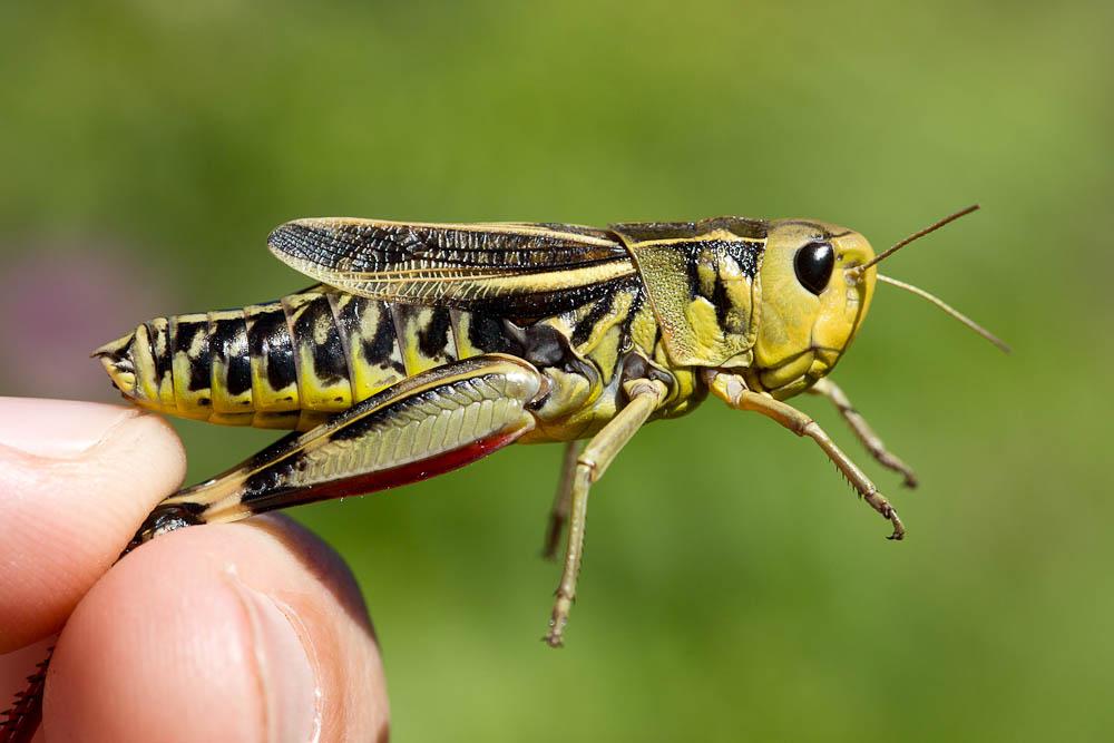 Arcyptère bariolée, Poupée sibérienne, Criquet bar Arcyptera fusca (Pallas, 1773)