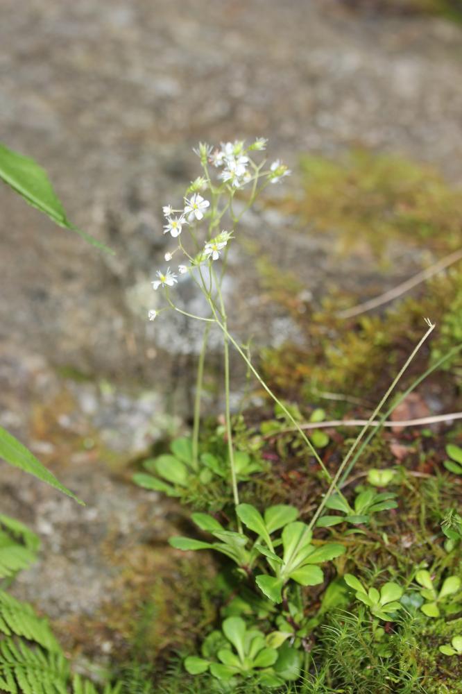 Saxifrage à feuilles en coin Saxifraga cuneifolia L., 1759