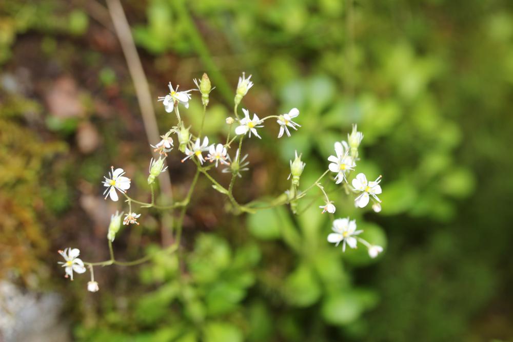 Saxifrage à feuilles en coin Saxifraga cuneifolia L., 1759