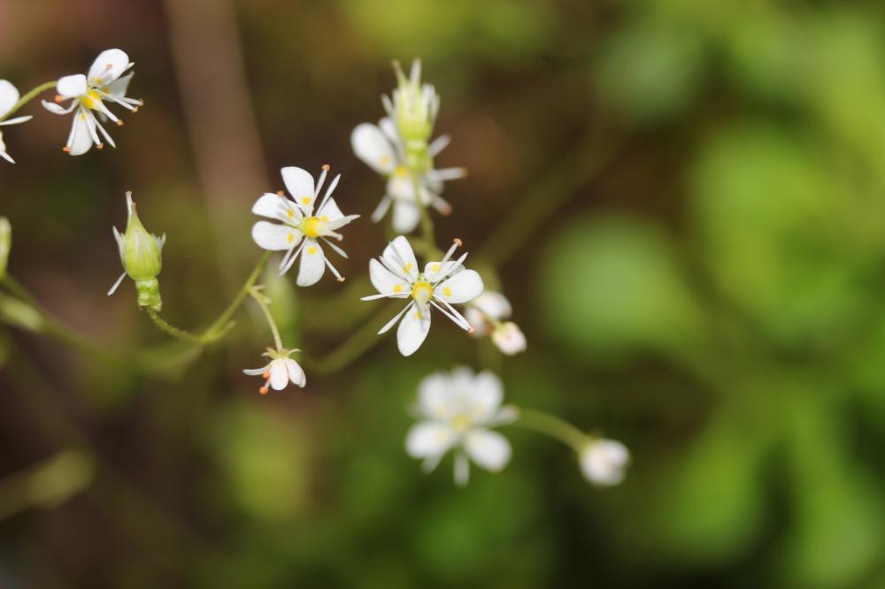 Saxifrage à feuilles en coin Saxifraga cuneifolia L., 1759
