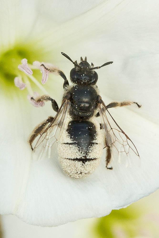 Systropha Illiger, 1806