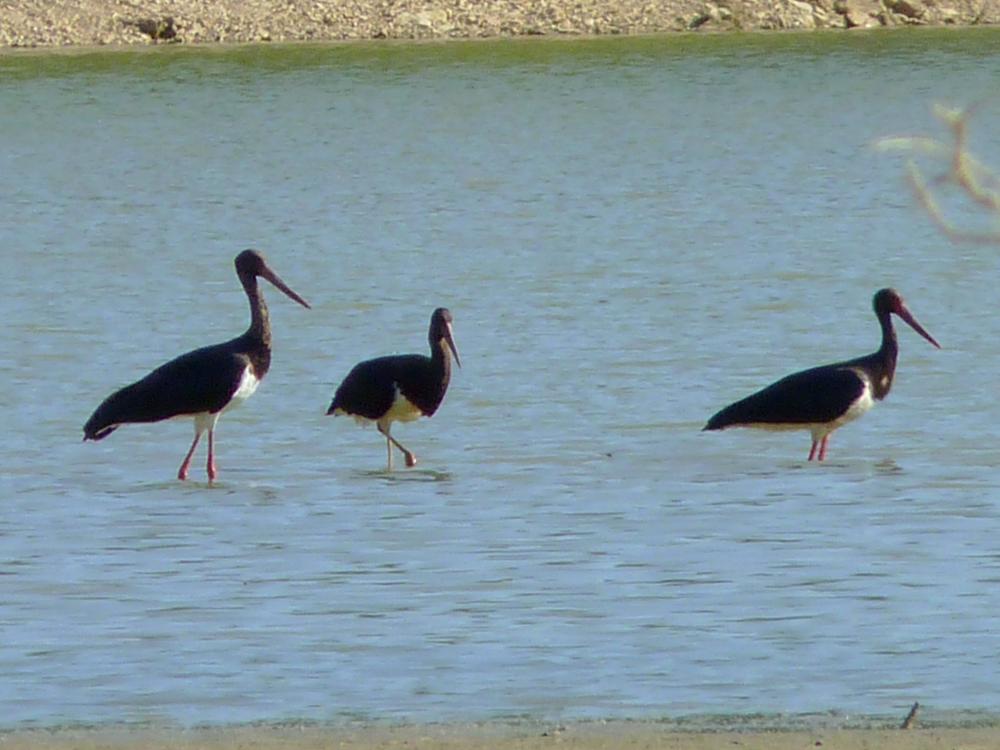 Cigogne noire Ciconia nigra (Linnaeus, 1758)
