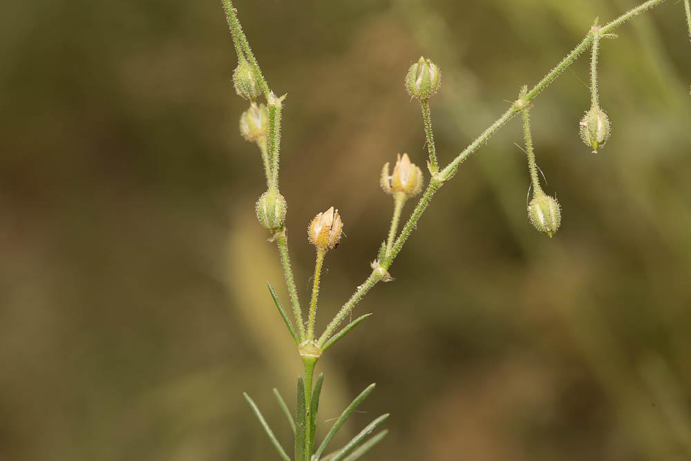 Spergulaire de Nice Spergula nicaeensis (Sarato ex Burnat) G.López, 2010