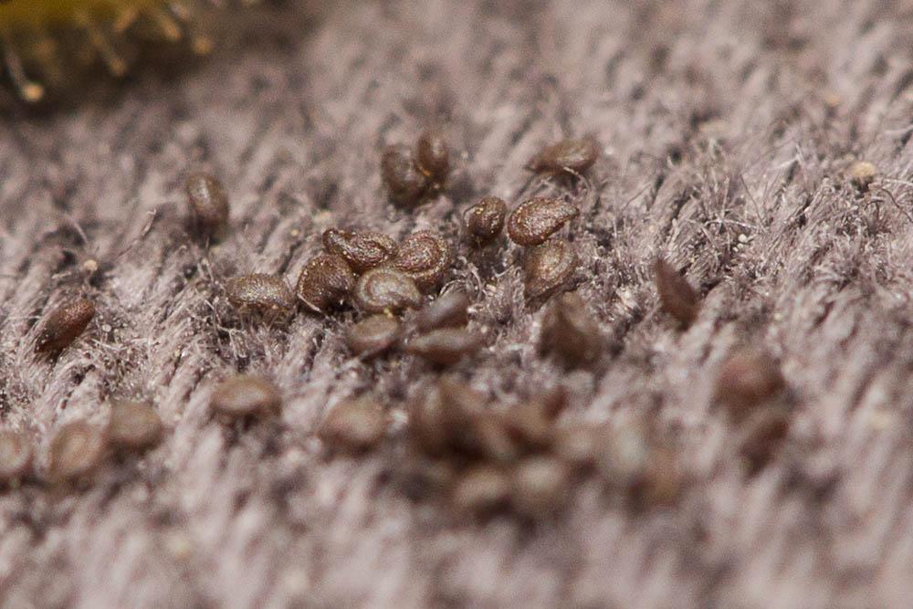 Spergulaire de Nice Spergula nicaeensis (Sarato ex Burnat) G.López, 2010