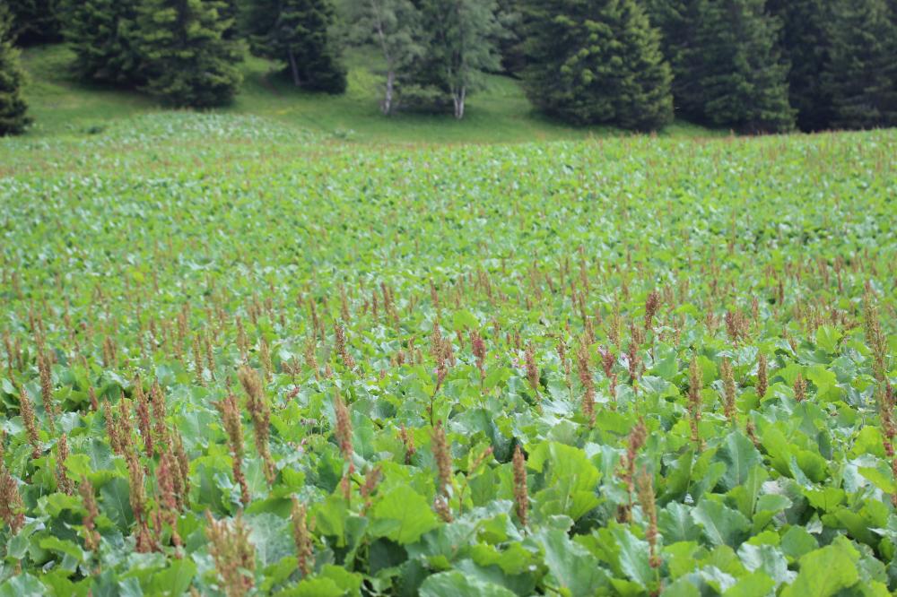 Rumex des Alpes Rumex alpinus L., 1759