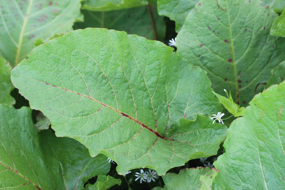 Rumex des Alpes Rumex alpinus L., 1759