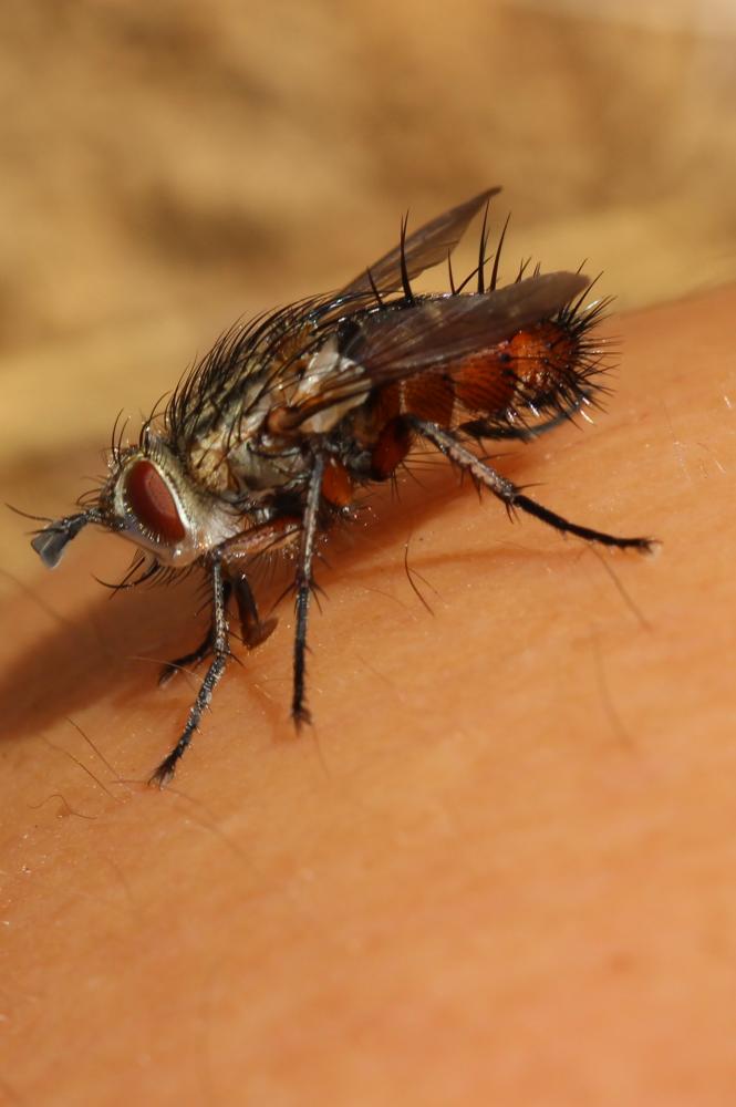 Linnaemya vulpina (Fallén, 1810)