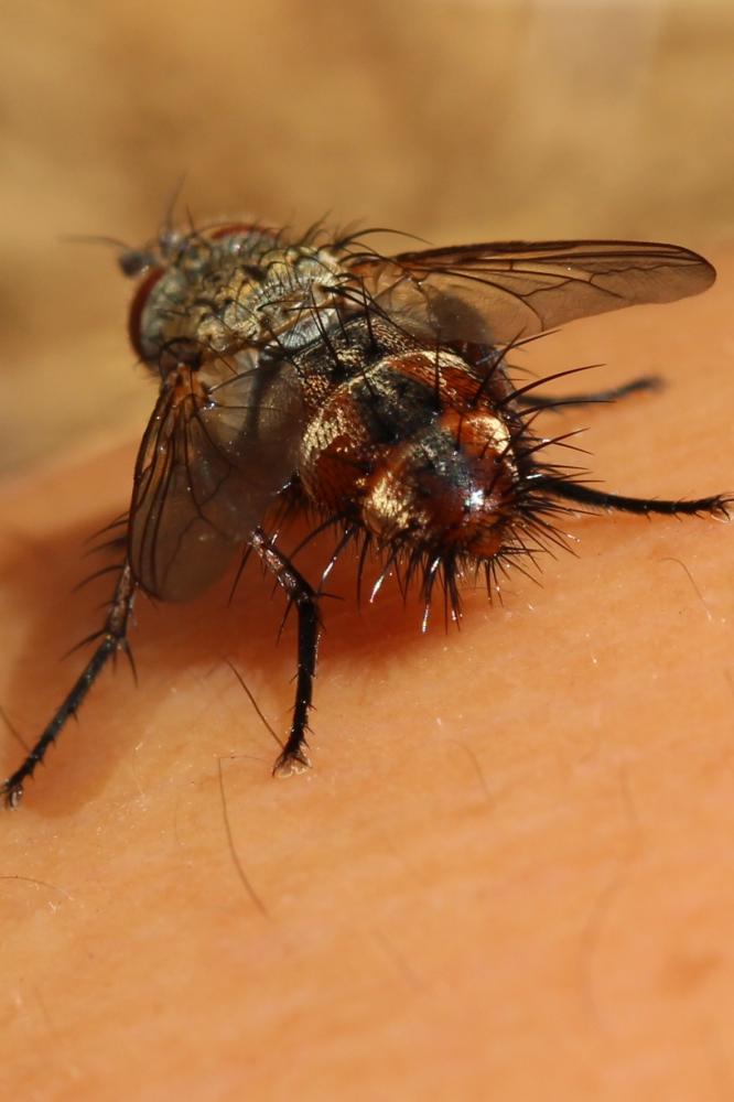 Linnaemya vulpina (Fallén, 1810)