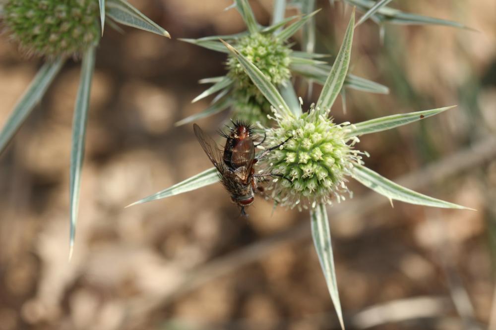 Linnaemya vulpina (Fallén, 1810)