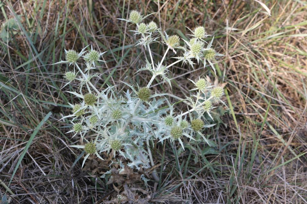 Chardon Roland, Panicaut champêtre Eryngium campestre L., 1753