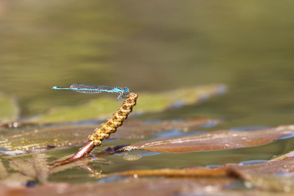 Agrion de Vander Linden, Naïade de Vander Linden Erythromma lindenii (Selys, 1840)