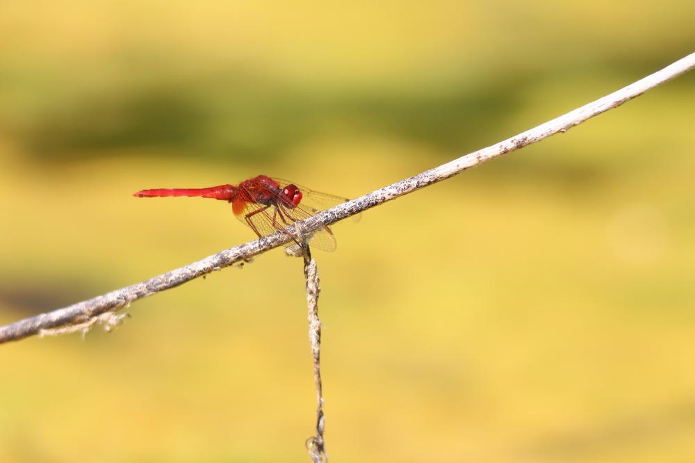 Crocothémis écarlate (Le) Crocothemis erythraea (Brullé, 1832)