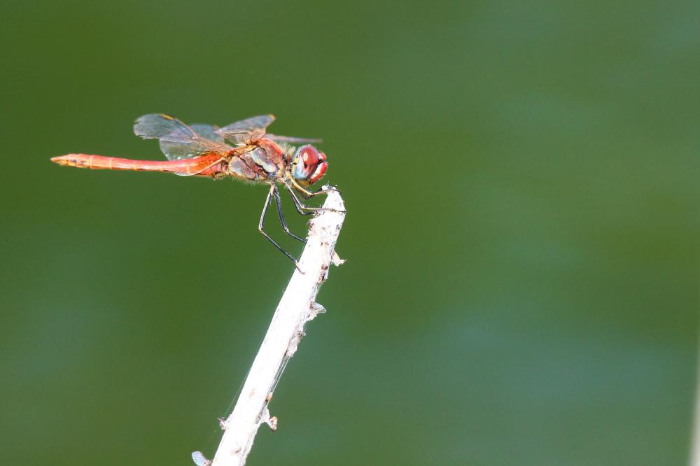 Sympétrum de Fonscolombe (Le) Sympetrum fonscolombii (Selys, 1840)