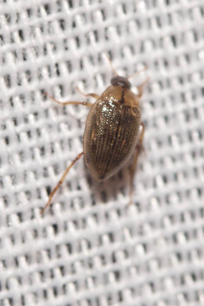 Haliplus lineatocollis (Marsham, 1802)