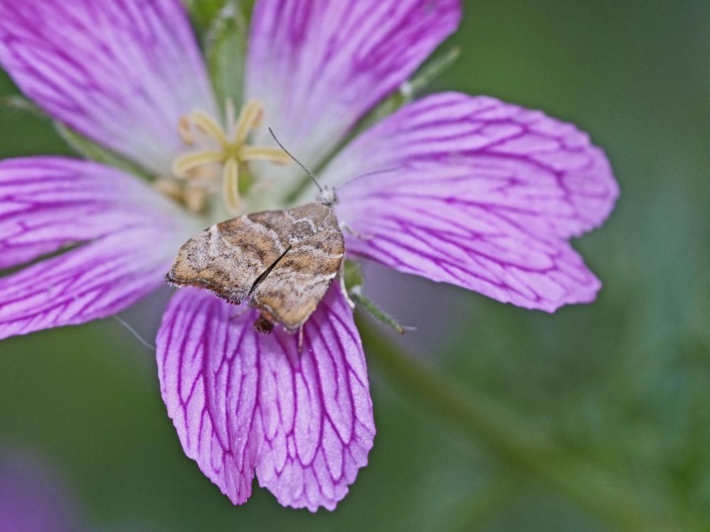 Choreutis nemorana (Hübner, 1799)