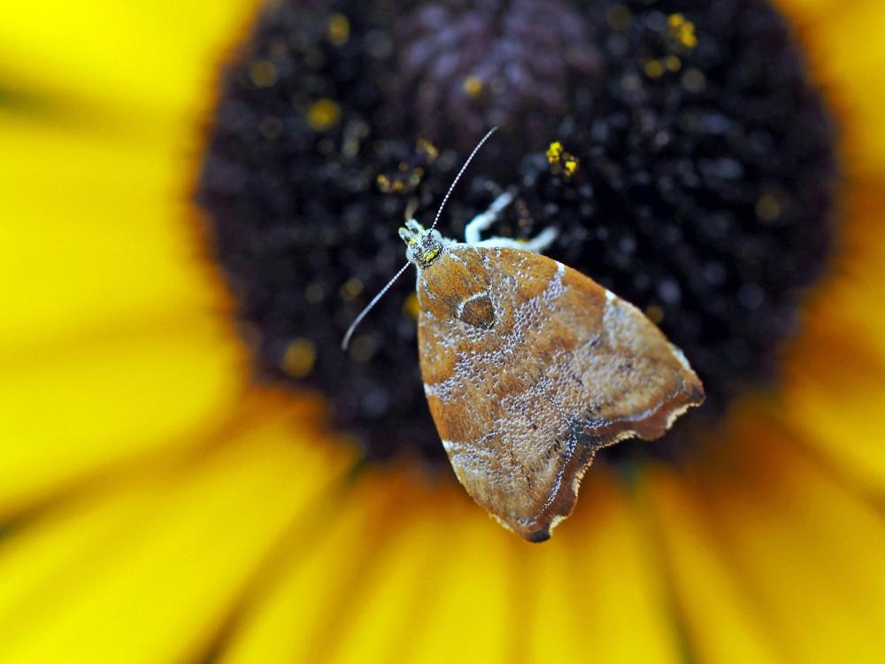Choreutis nemorana (Hübner, 1799)