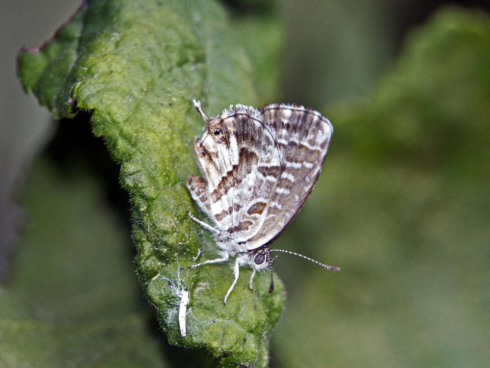 Brun du pélargonium (Le), Argus des Pélargoniums ( Cacyreus marshalli Butler, 1898