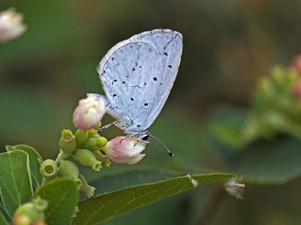 Le Azuré des Nerpruns (L'), Argus à bande noire (L'), Celastrina argiolus (Linnaeus, 1758)