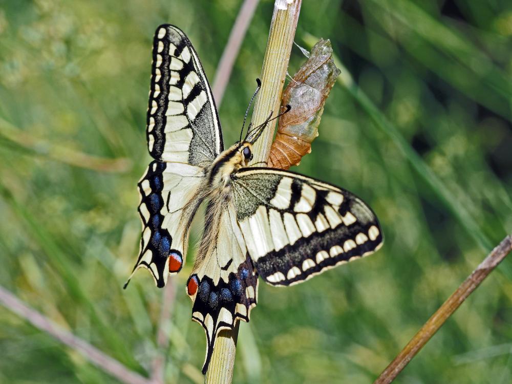 Machaon (Le), Grand Porte-Queue (Le) Papilio machaon Linnaeus, 1758