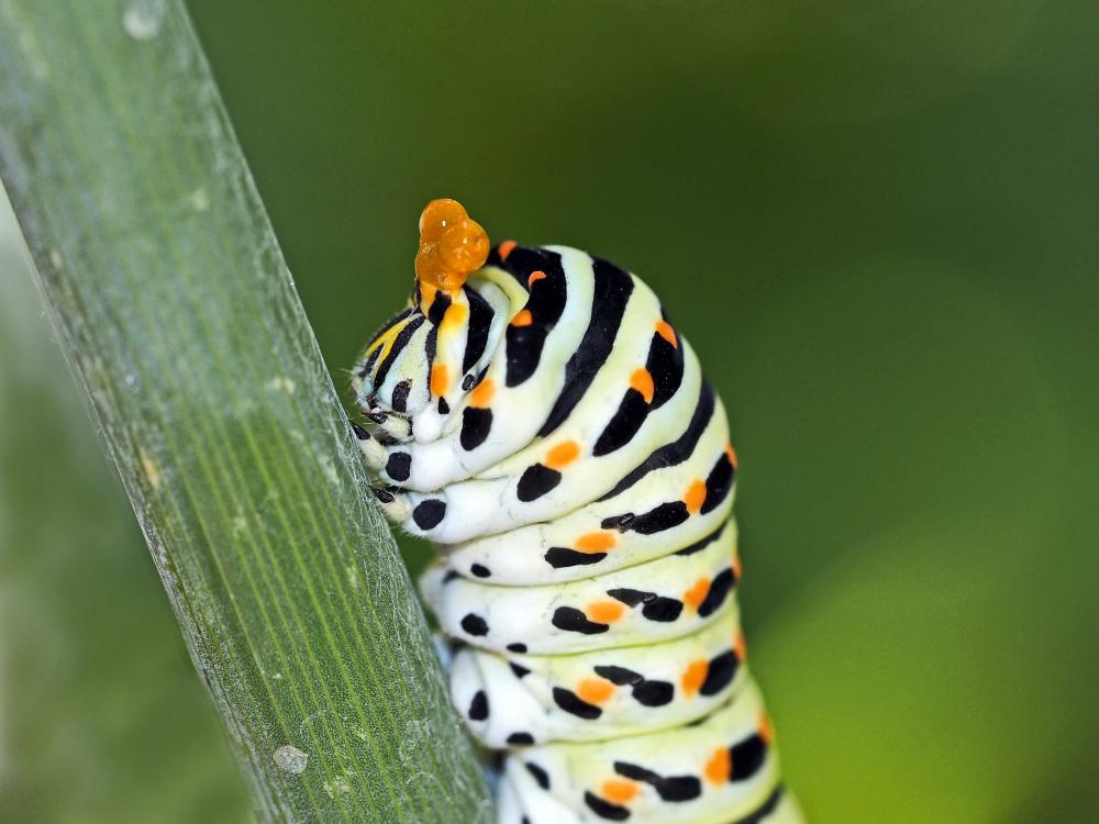 Machaon (Le), Grand Porte-Queue (Le) Papilio machaon Linnaeus, 1758