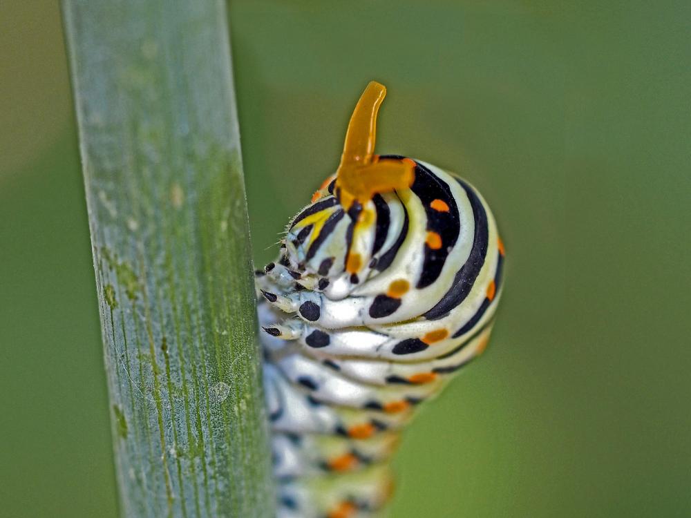 Machaon (Le), Grand Porte-Queue (Le) Papilio machaon Linnaeus, 1758