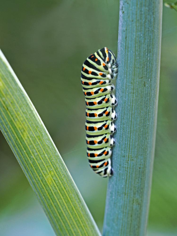Machaon (Le), Grand Porte-Queue (Le) Papilio machaon Linnaeus, 1758