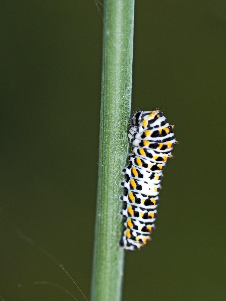 Machaon (Le), Grand Porte-Queue (Le) Papilio machaon Linnaeus, 1758