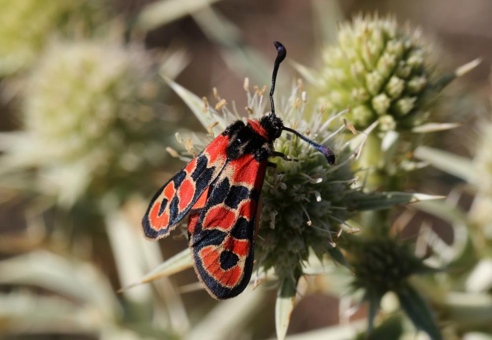 Zygène de la Petite coronille (La) Zygaena fausta (Linnaeus, 1767)