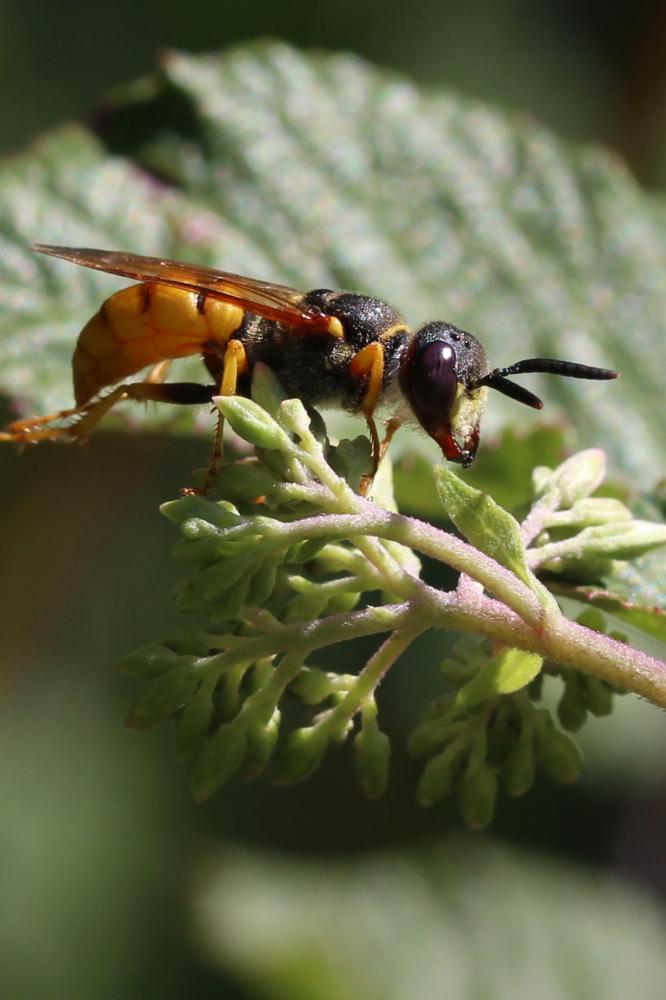  Philanthus triangulum (Fabricius, 1775)