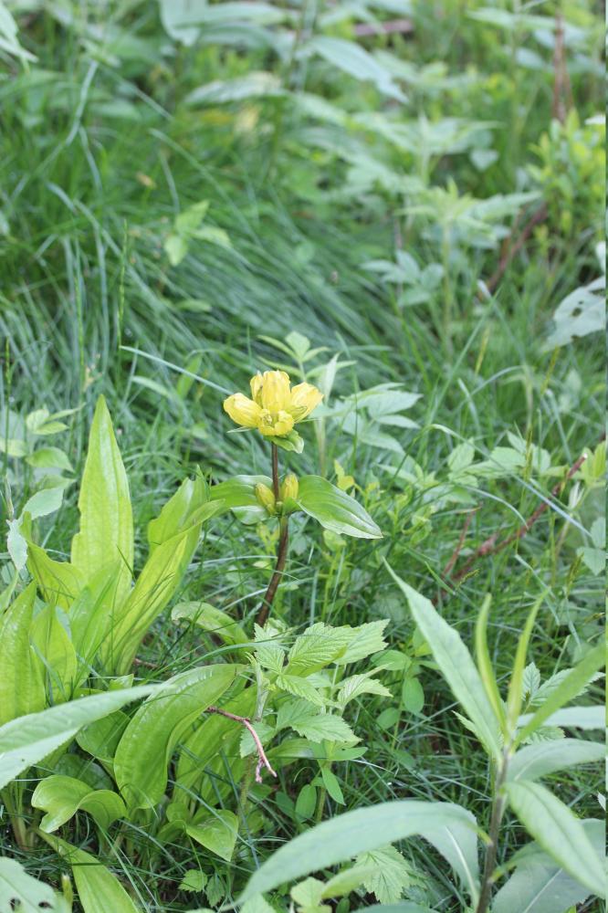 Gentiane ponctuée Gentiana punctata L., 1753