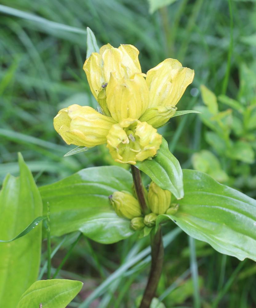 Gentiane ponctuée Gentiana punctata L., 1753