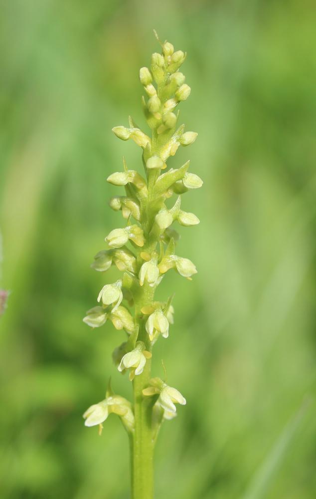 Pseudorchis blanc, Orchis blanc Pseudorchis albida (L.) Á.Löve & D.Löve, 1969
