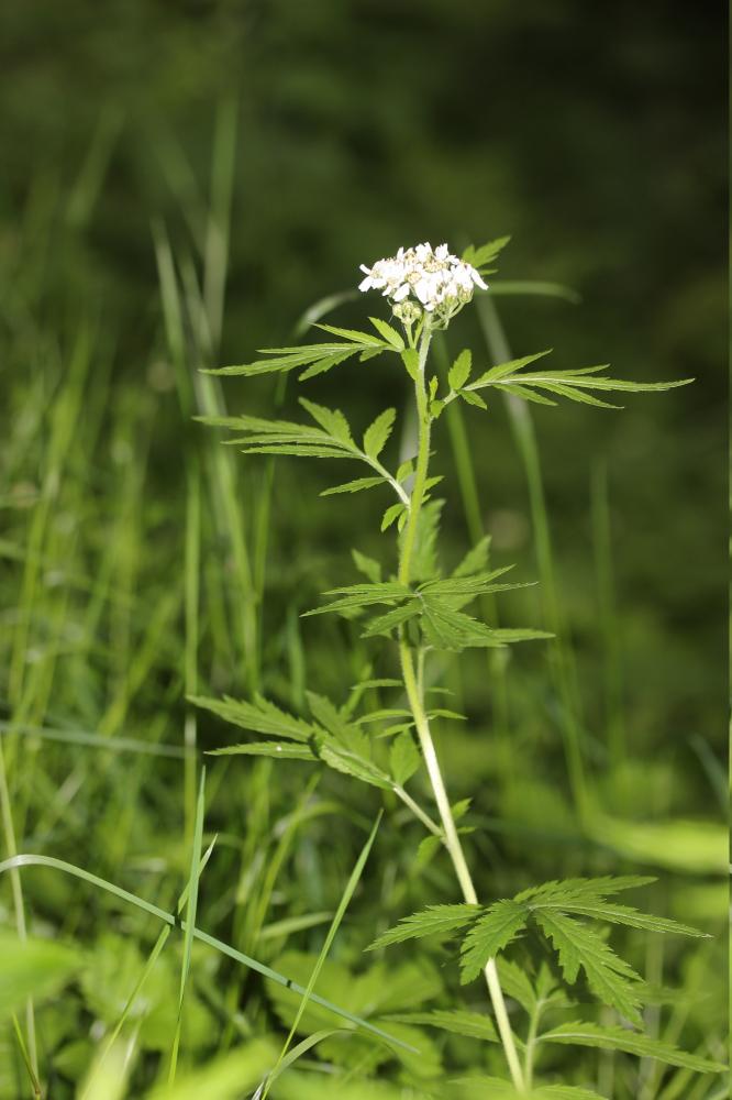 Achillée à grandes feuilles Achillea macrophylla L., 1753