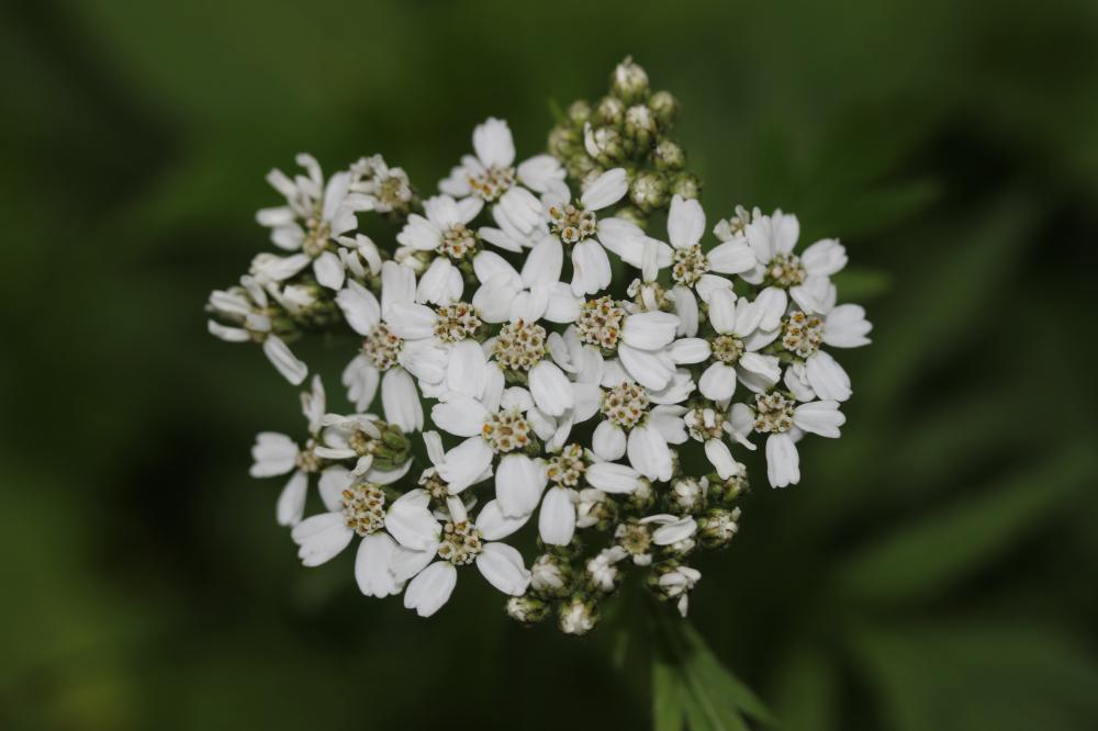Achillée à grandes feuilles Achillea macrophylla L., 1753