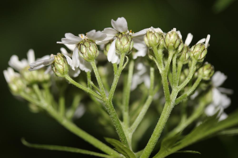 Achillée à grandes feuilles Achillea macrophylla L., 1753