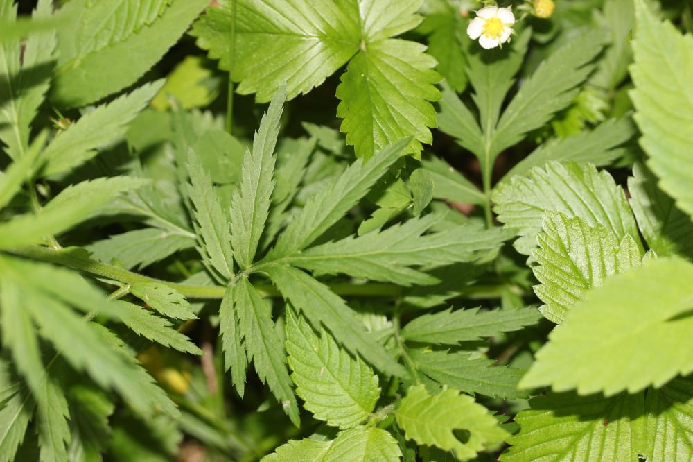 Achillée à grandes feuilles Achillea macrophylla L., 1753