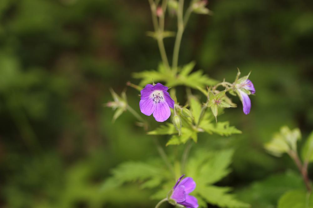 Géranium des bois, Pied-de-perdrix Geranium sylvaticum L., 1753