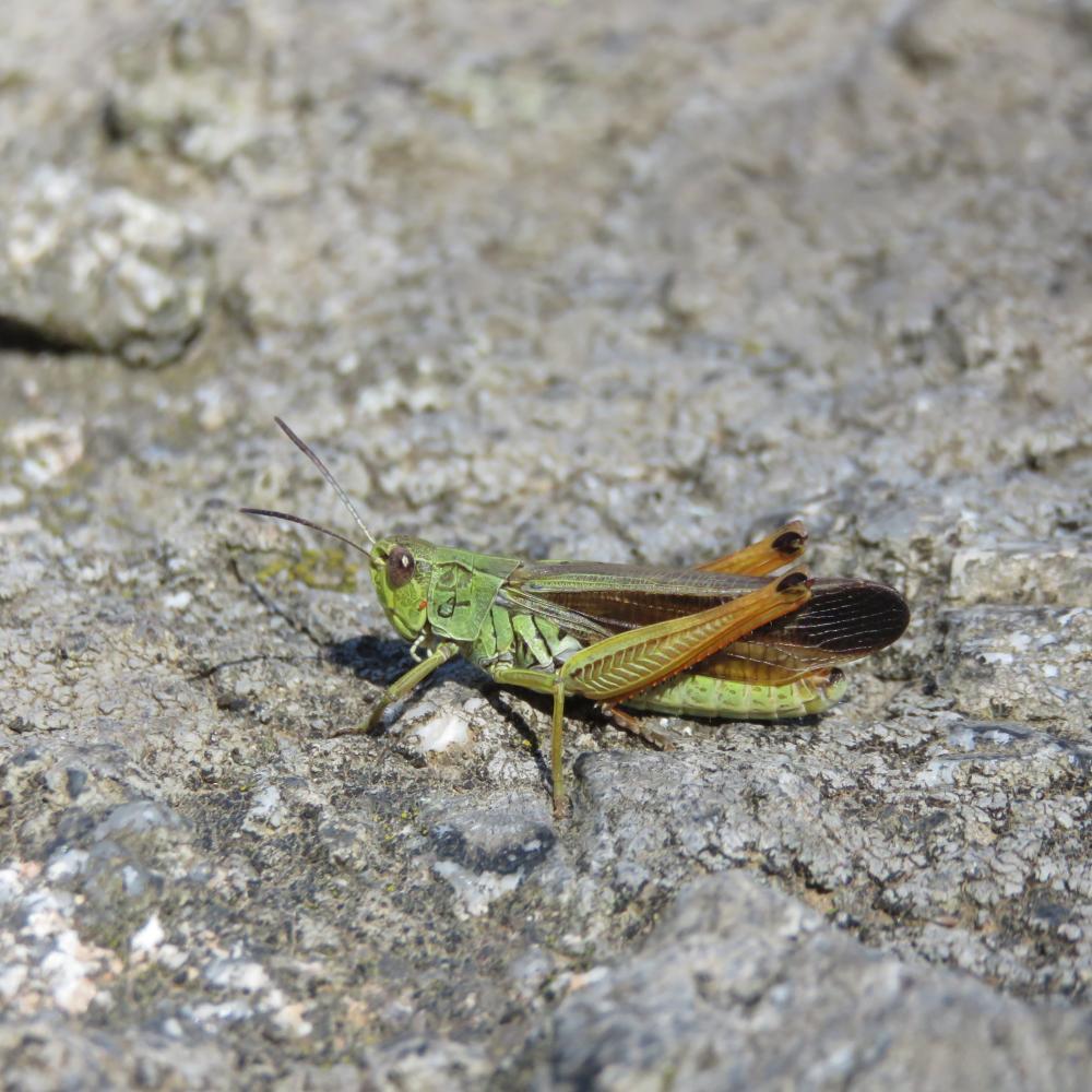Criquet jacasseur, Staurodère scalaire Stauroderus scalaris (Fischer von Waldheim, 1846)