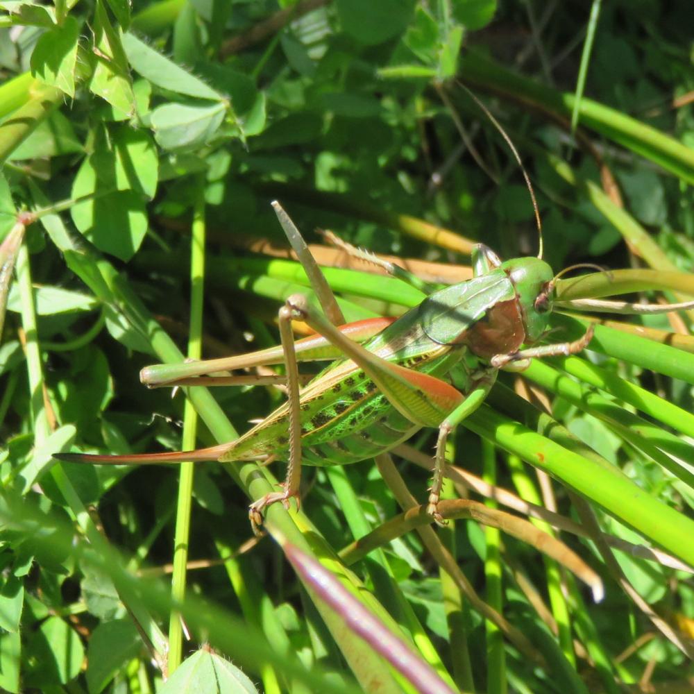 Dectique verrucivore, Sauterelle à sabre, Sauterel Decticus verrucivorus (Linnaeus, 1758)