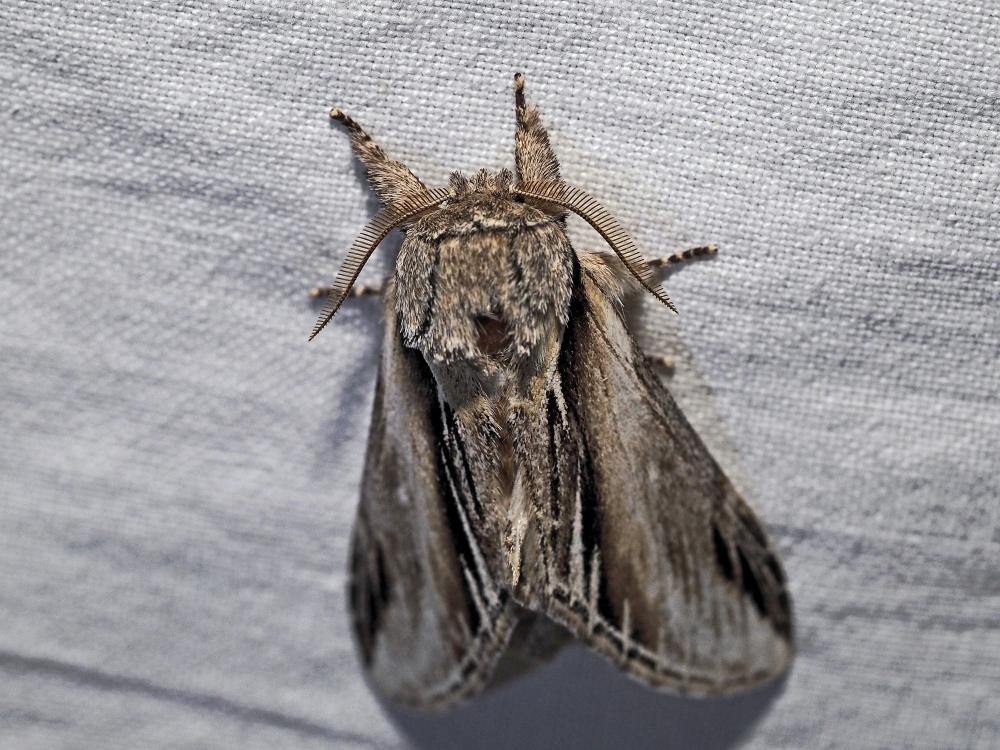 Porcelaine (La) Pheosia tremula (Clerck, 1759)