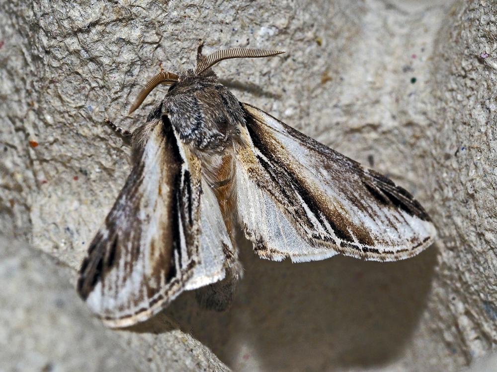 Porcelaine (La) Pheosia tremula (Clerck, 1759)