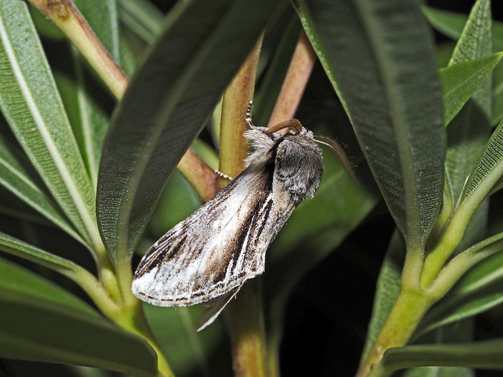 Porcelaine (La) Pheosia tremula (Clerck, 1759)