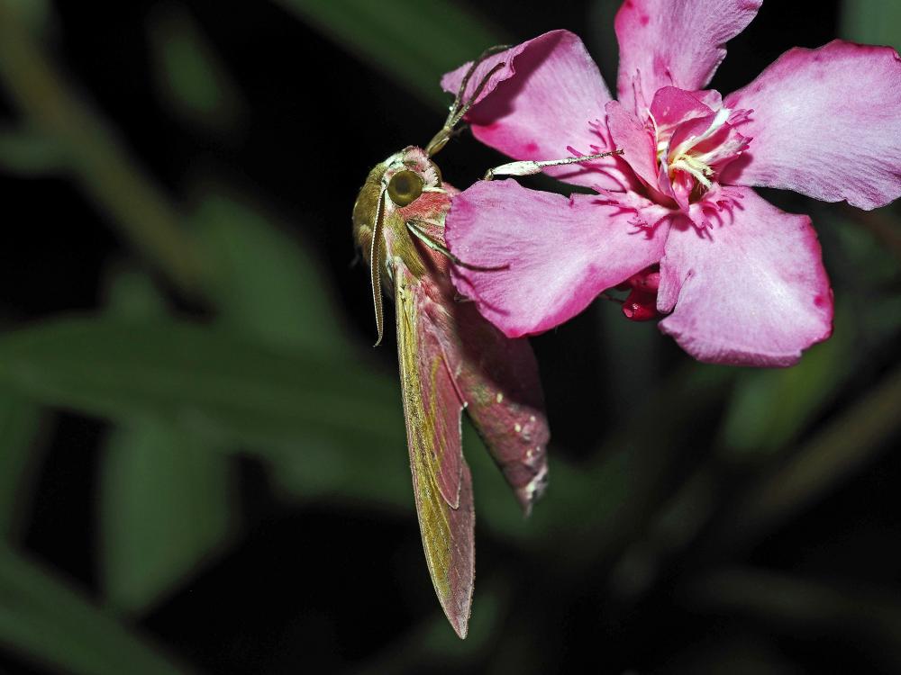 Grand Sphinx de la Vigne (Le) Deilephila elpenor (Linnaeus, 1758)