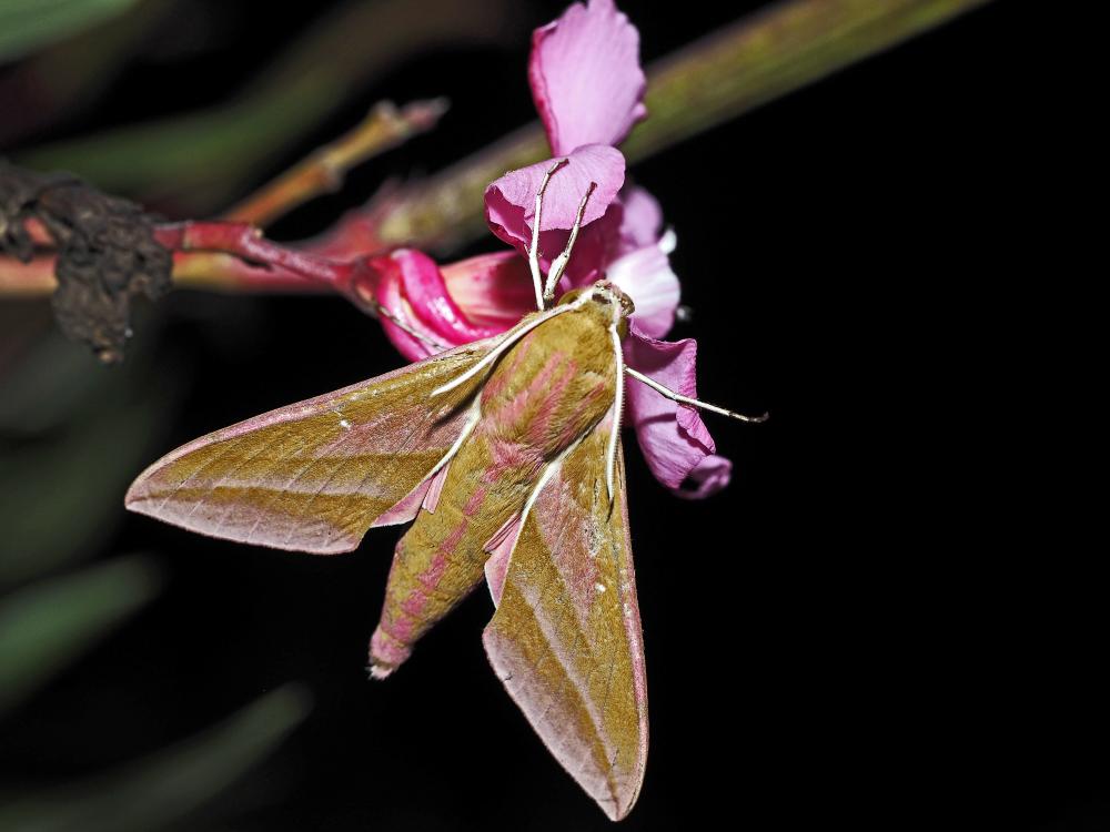 Grand Sphinx de la Vigne (Le) Deilephila elpenor (Linnaeus, 1758)
