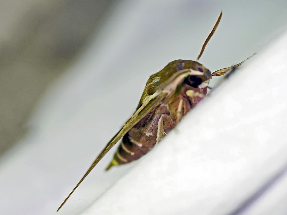 Sphinx de l'Euphorbe (Le) Hyles euphorbiae (Linnaeus, 1758)