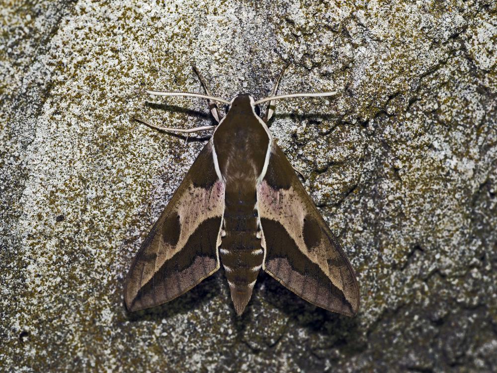 Sphinx de l'Euphorbe (Le) Hyles euphorbiae (Linnaeus, 1758)