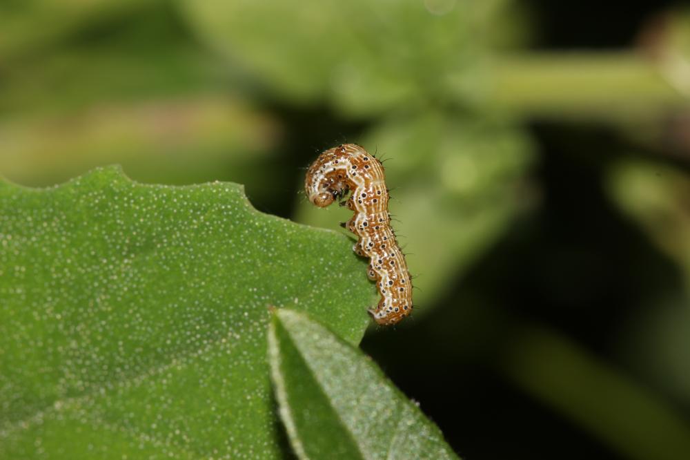 Armigère (L') Helicoverpa armigera (Hübner, 1808)