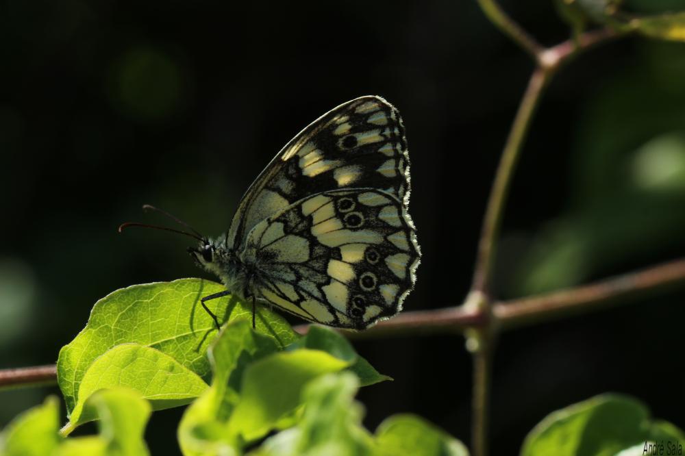 Le Demi-Deuil (Le), Échiquier (L'), Échiquier commun  Melanargia galathea (Linnaeus, 1758)