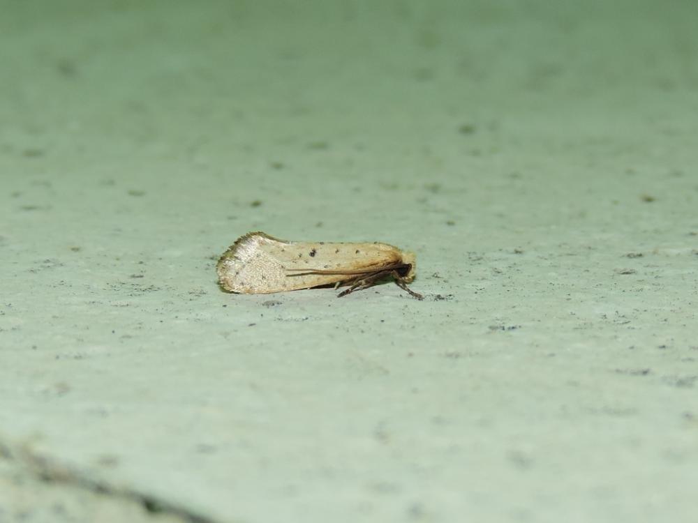  Ateliotum petrinella (Herrich-Schäffer, 1854)